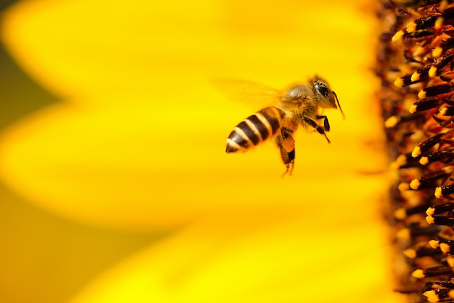 bees native to australia