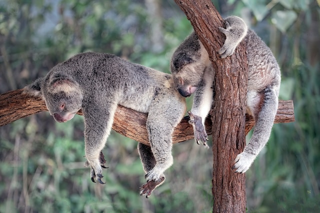 marsupials from australia